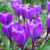 Crocus vernus 'Rememberance'