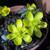 Eranthis hyemalis Cilicica Group
