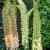 Eremurus x isabellinus 'Ruiter hybrids'