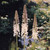 Eremurus x robustus