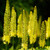 Eremurus stenophyllus stenophyllus