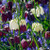 Fritillaria meleagris mixed