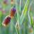 Fritillaria uva vulpis