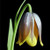 Fritillaria uva vulpis