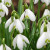 Galanthus nivalis