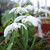Galanthus nivalis 'Flore Pleno'