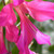Gladiolus communis byzantinus