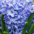 Hyacinthus 'Aqua'