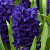 Hyacinthus 'Blue Trophy'