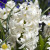 Hyacinthus 'Carnegie'