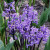 Hyacinthus 'Multiflora Blue'