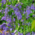 Hyacinthoides non-scripta (TRUE FORM)