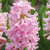 Hyacinthus 'Pink Surprise'