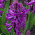 Hyacinthus 'Purple Sensation'