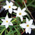 Ipheion 'Alberto Castillo'