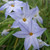 Ipheion uniflorum 'Wisley Blue'