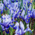 Iris 'Alida'