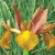 Iris 'Autumn Princess'