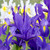 Iris 'Blue Magic'