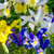 Iris Dutch Iris Mixed Colours