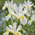 Iris 'Louise'