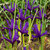 Iris 'Pauline'