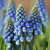 Muscari aucheri 'Blue Magic'