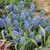 Muscari aucheri 'Blue Magic'