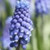 Muscari botryoides 'Superstar'