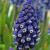 Muscari 'Joyce Spirit'