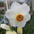 Narcissus 'Actaea