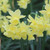 Narcissus 'Angels Breath'
