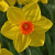 Narcissus 'Brackenhurst'