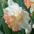Narcissus 'British Gamble'