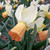 Narcissus 'Carice'