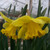 Narcissus 'Carlton'
