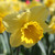 Narcissus 'Carlton'