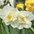 Narcissus 'Cheerfulness'