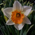 Narcissus 'Chromacolor'