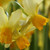 Narcissus 'Eaton Song'