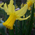 Narcissus 'February Gold'