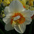 Narcissus 'Flower Drift'