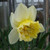 Narcissus 'Ice King'