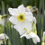 Narcissus 'Lieke'