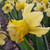 Narcissus 'Milena'
