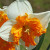 Narcissus 'Orangery'