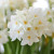 Narcissus 'Paperwhite'