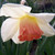 Narcissus 'Pink Charm'