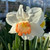 Narcissus 'Pink Charm'