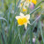 Narcissus pseudonarcissus 'Lobularis'